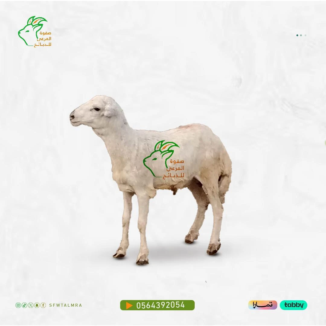 الرفيدي